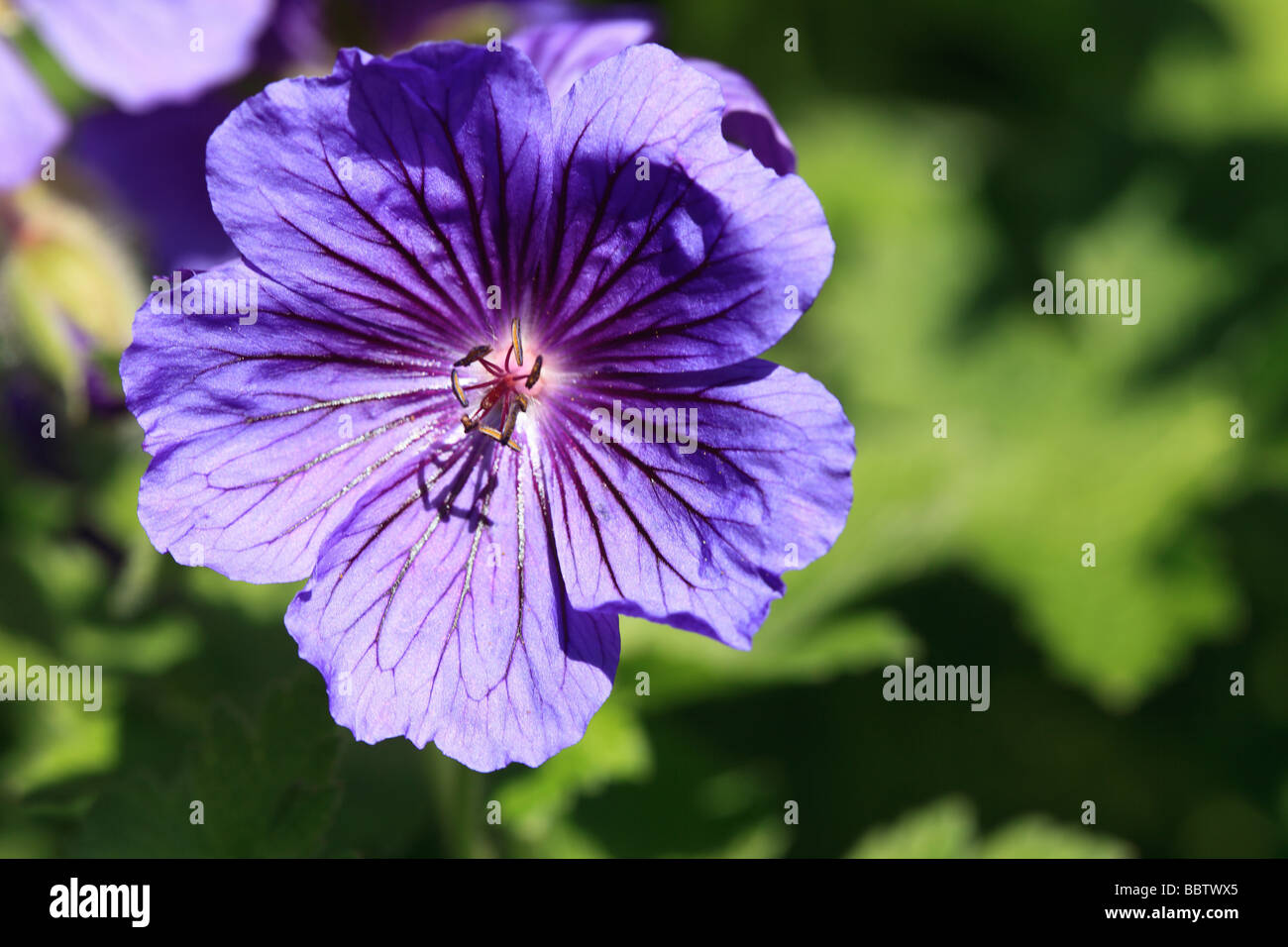 Purple geranium hi-res stock photography and images - Alamy