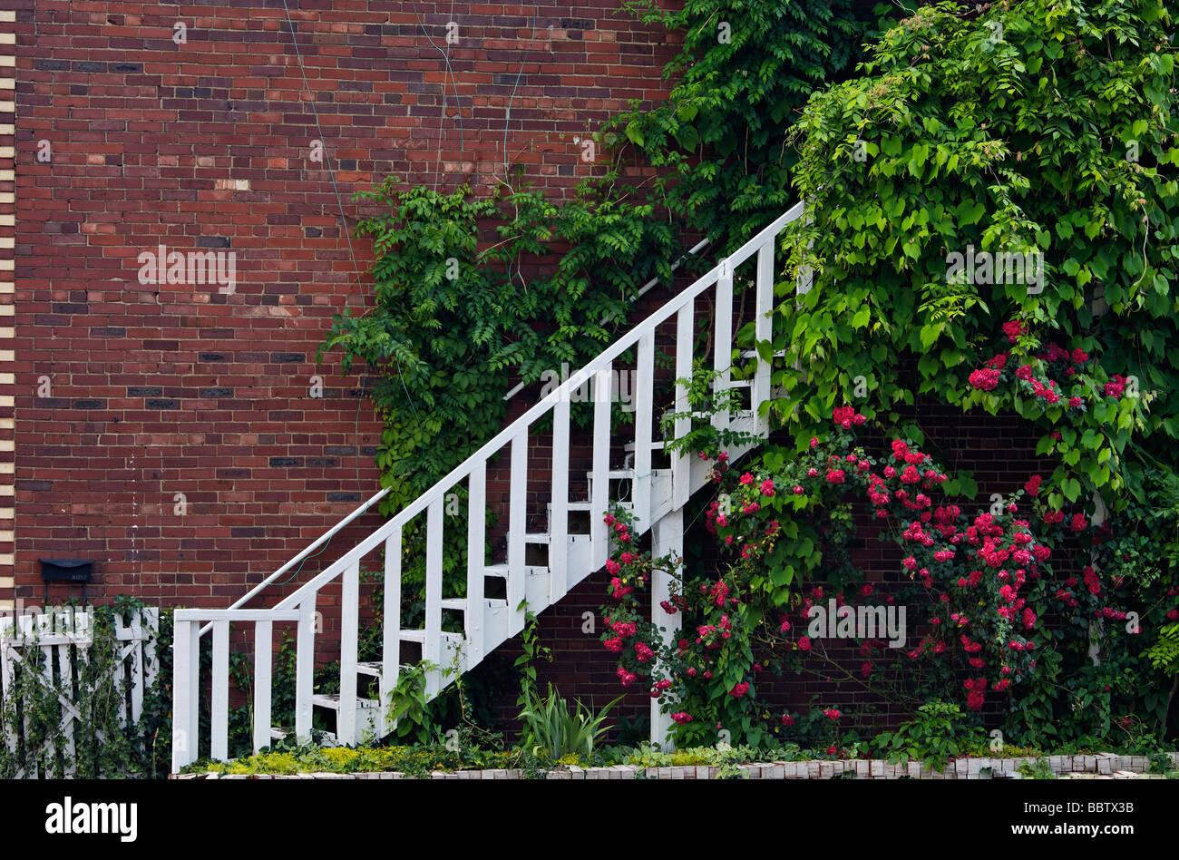 White Gate and Stairs on Side of Brick Building Surrounded by Roses and other Plants in French Lick Indiana Stock Photo