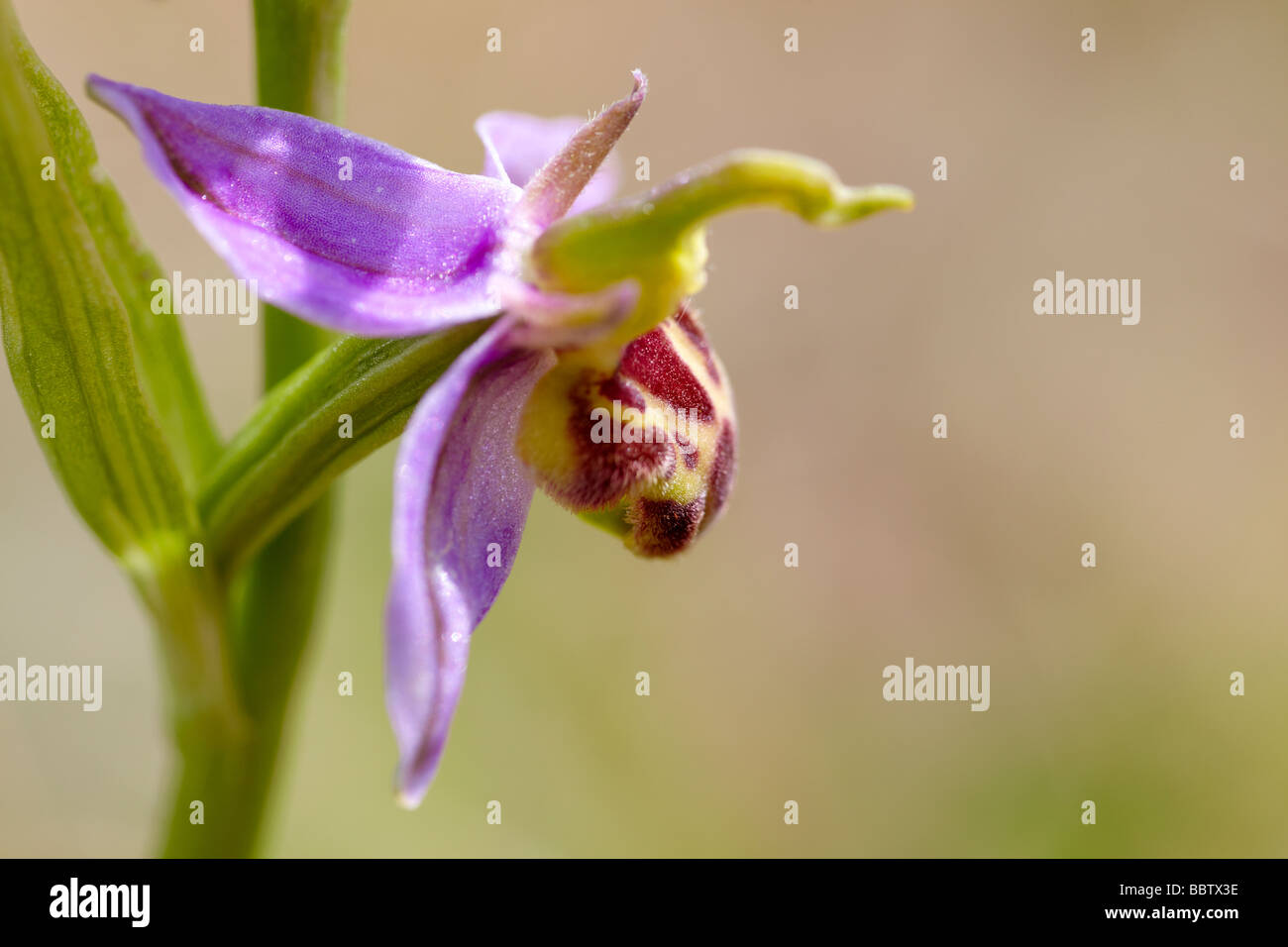 Bee orchid (Ophrys apifera) Stock Photo