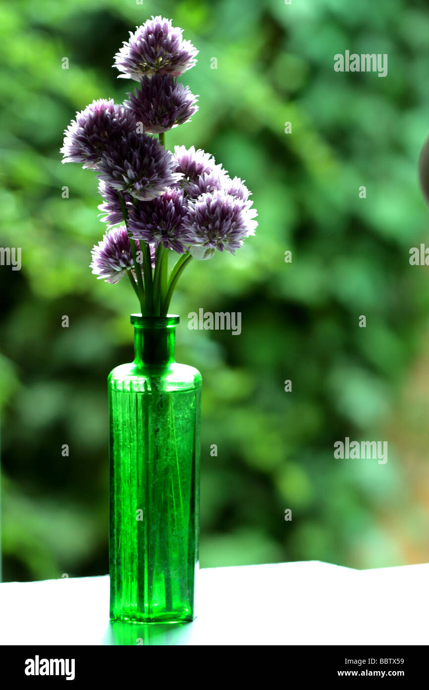 Chive flowers in an old bottle as a vase Stock Photo
