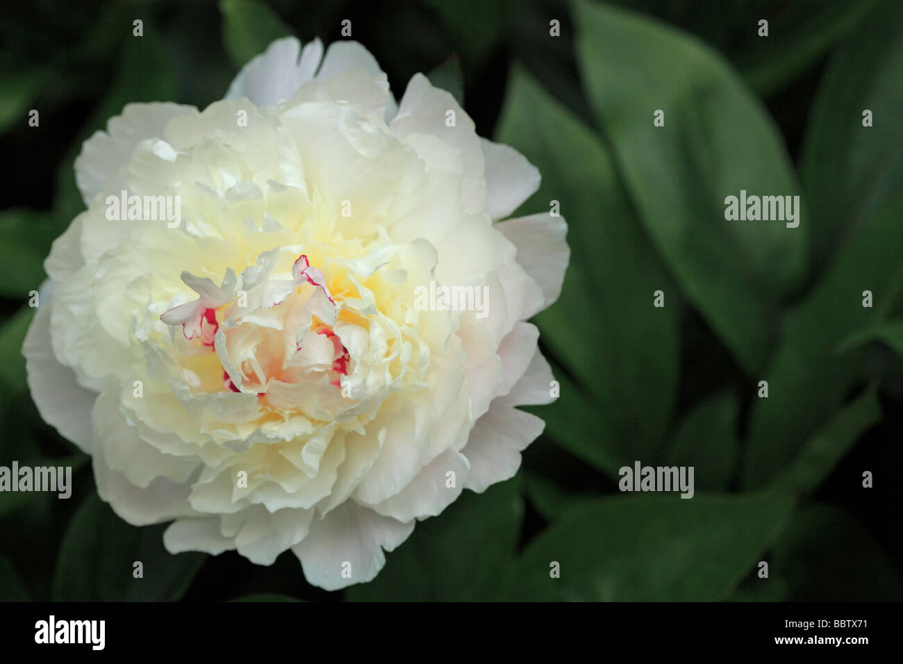 Creamy white Peony, Peony Lactiflora 'Baroness Schroder' Stock Photo