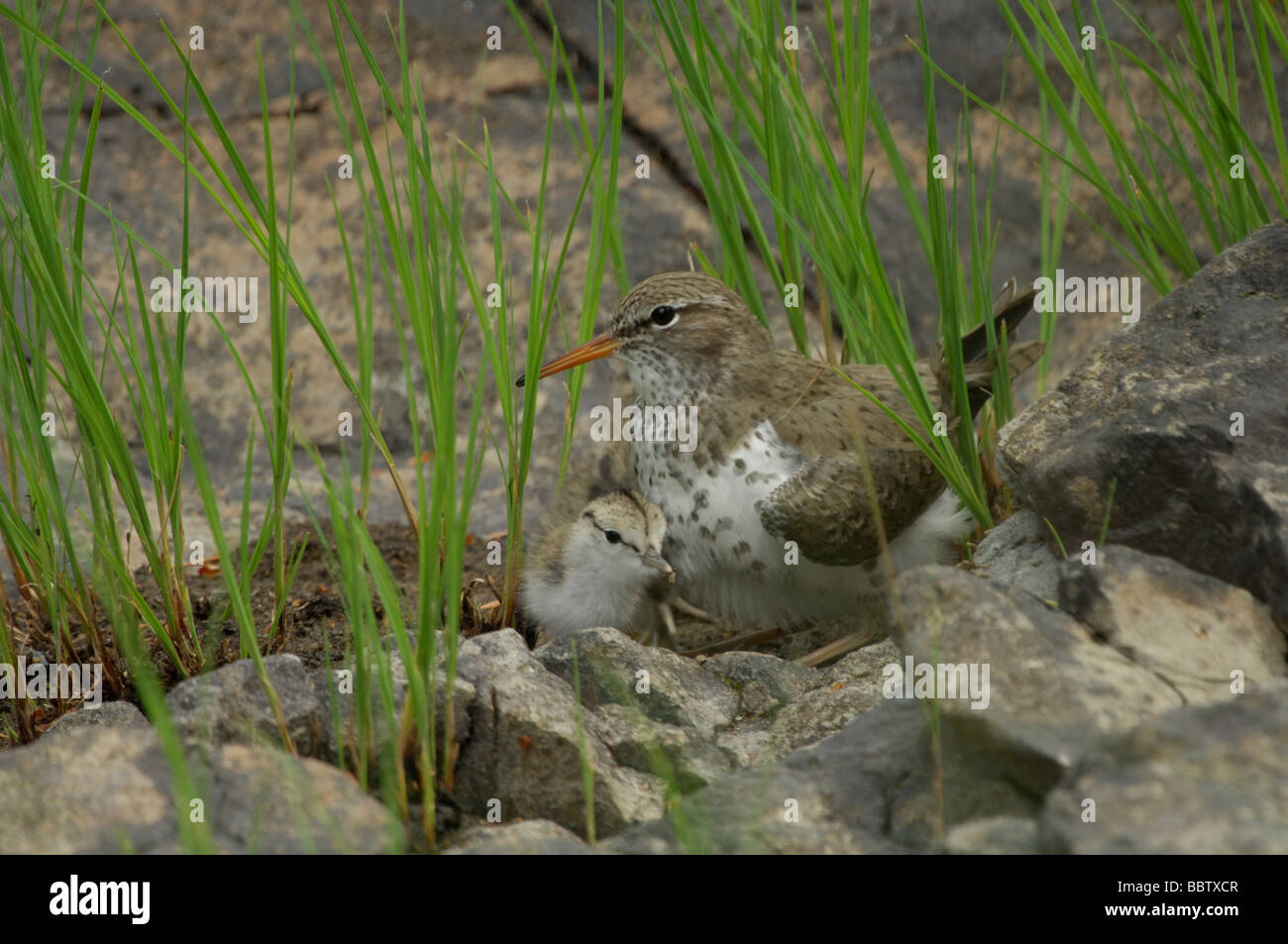 Spotted sandpiper (Actitis macularia) Stock Photo