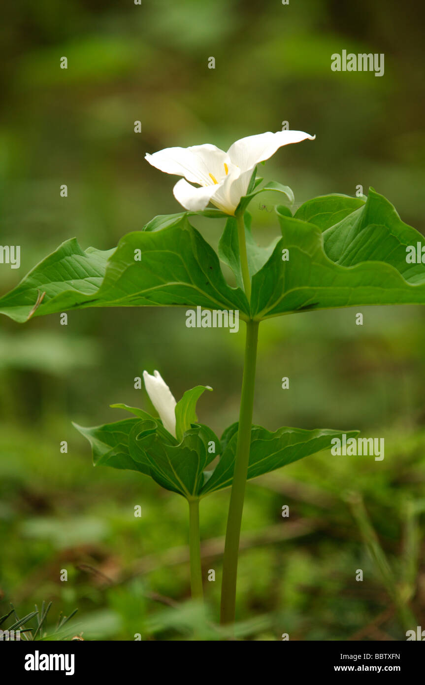 Western trillium flower (Trillium ovatum) Stock Photo