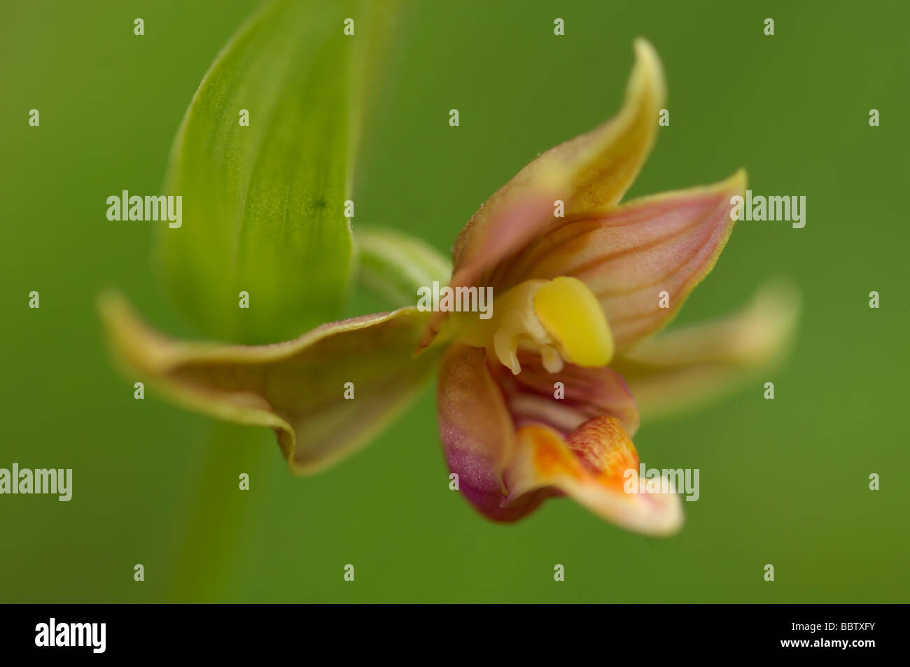 Stream orchid flower (Epipactis gigantea) Stock Photo