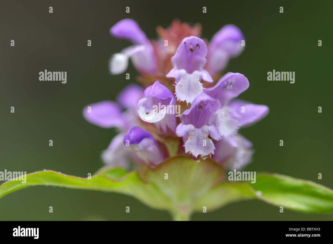 Self-heal mint flower (Prunella vulgaris) Stock Photo