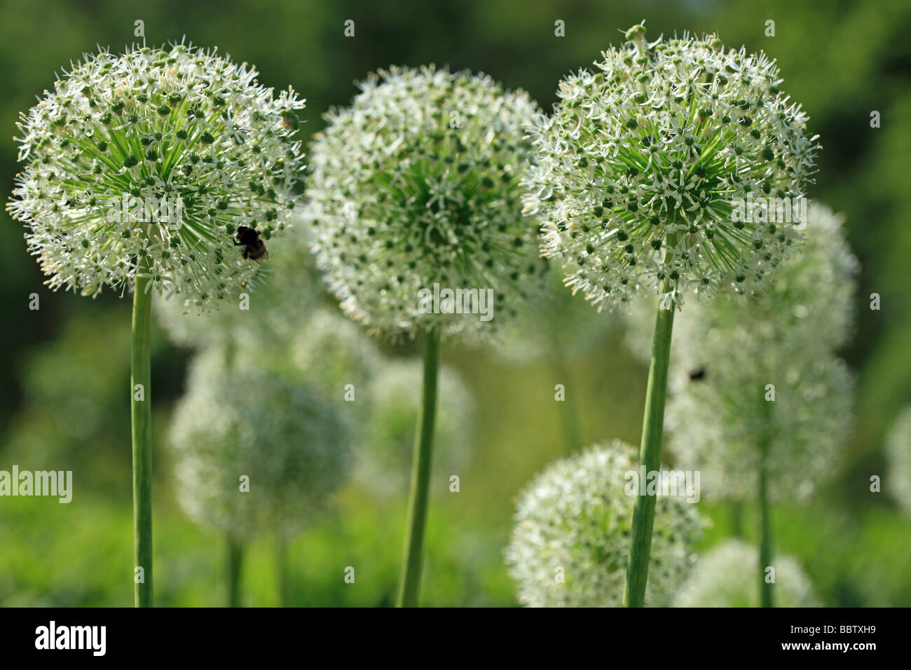 Alliums and bee Stock Photo Alamy
