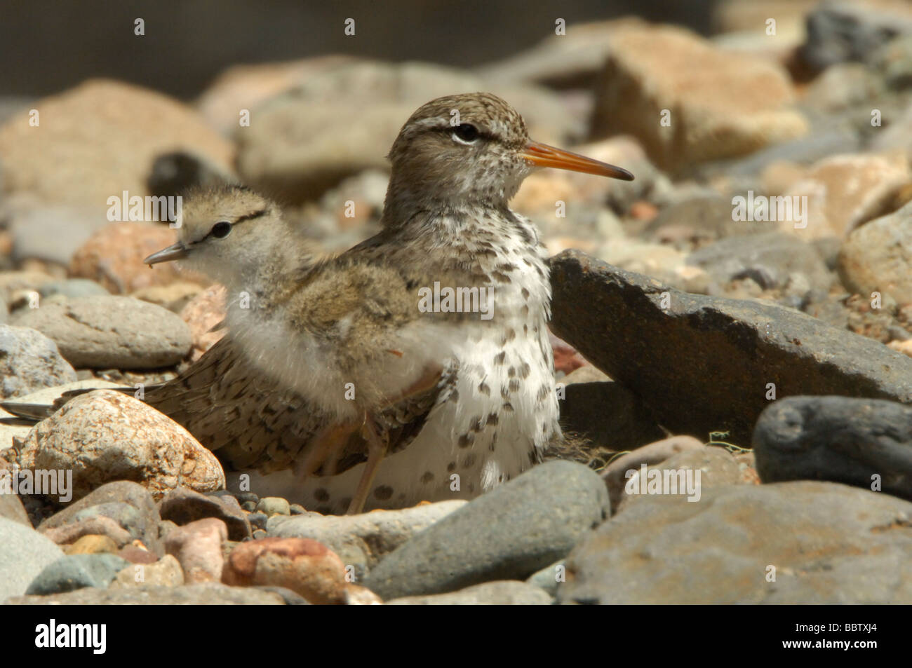 Spotted sandpiper (Actitis macularia) with young chick Stock Photo