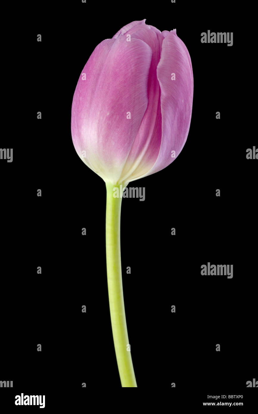 Pink Tulip flower Stock Photo