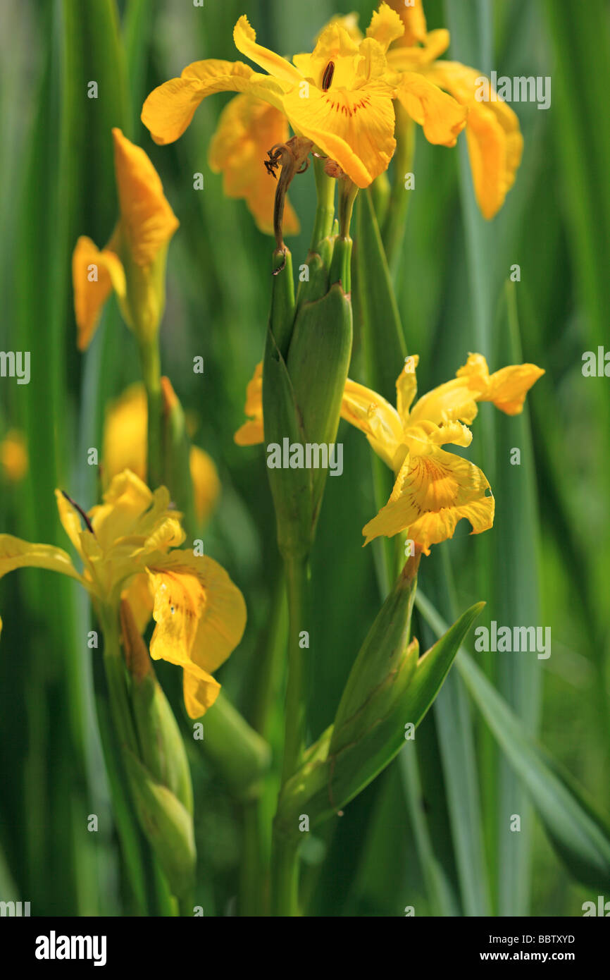 Yellow Flag Irises on a sunny spring day Stock Photo