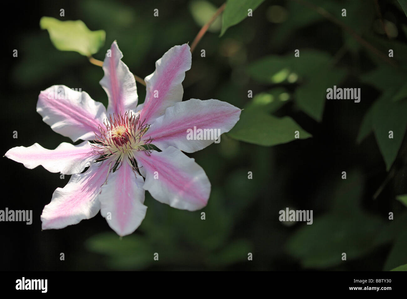 Clematis 'Nelly Moser' Stock Photo