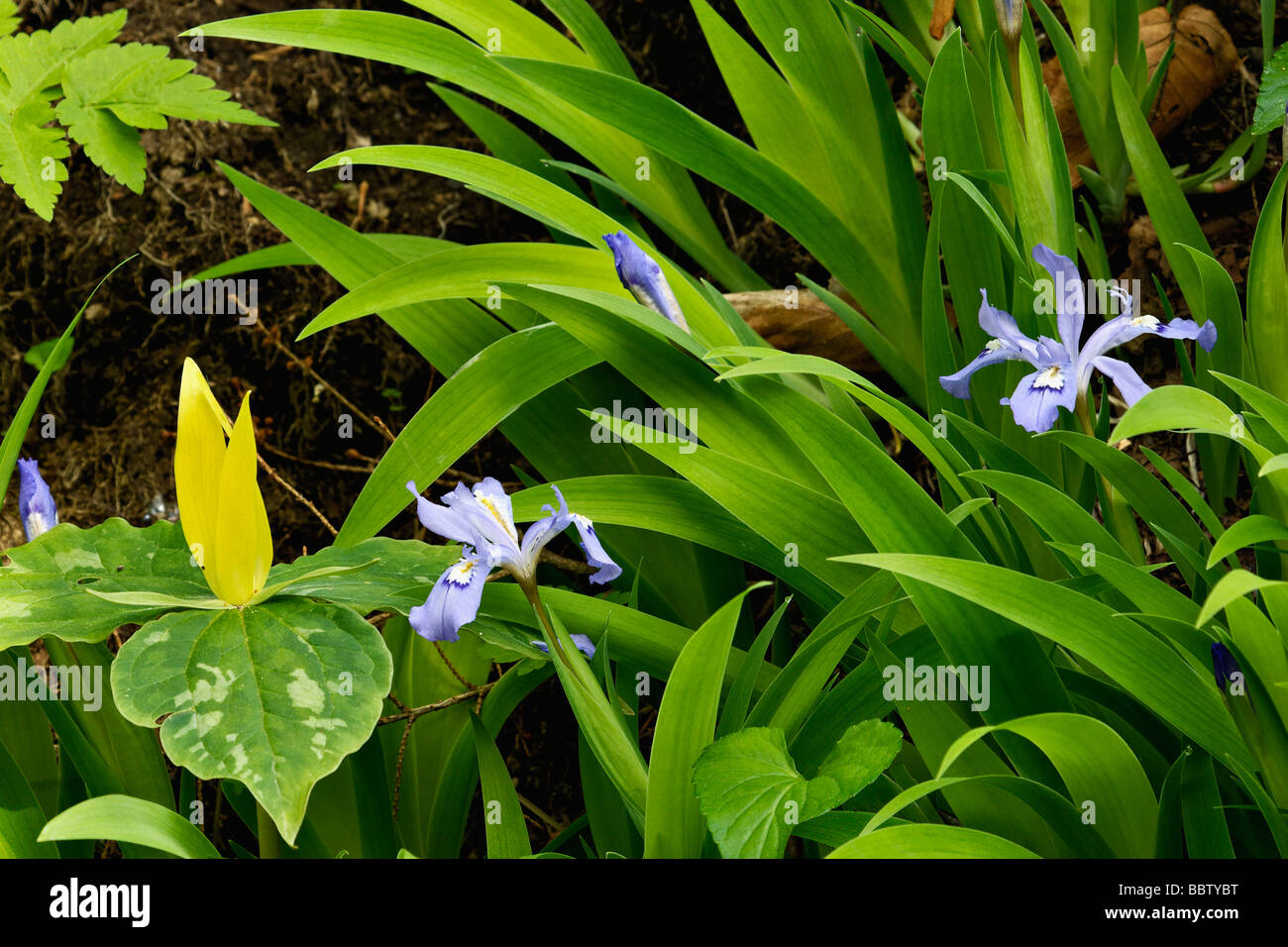 Yellow Trillium and Dwarf Crested Iris in the Great Smoky Mountains National Park Tennessee Stock Photo