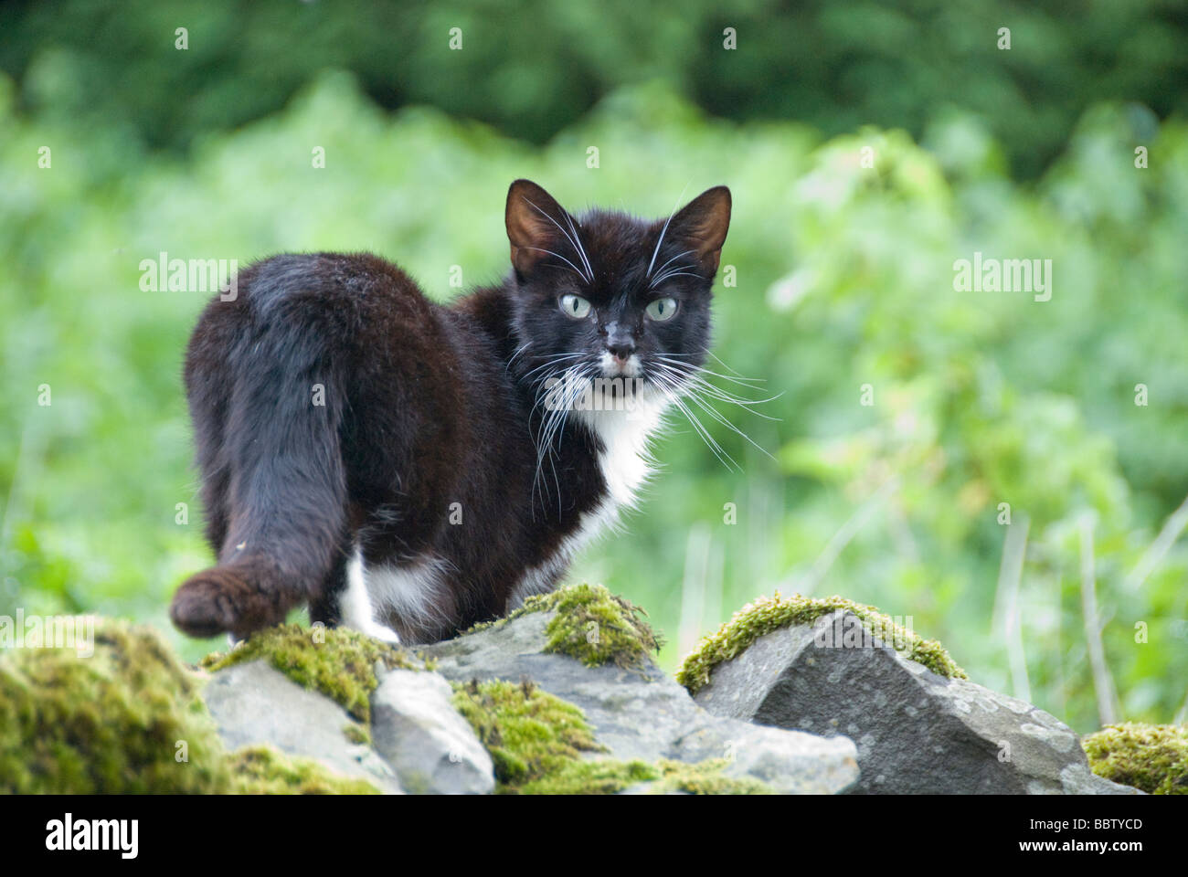 Feral cat in wild Stock Photo Alamy