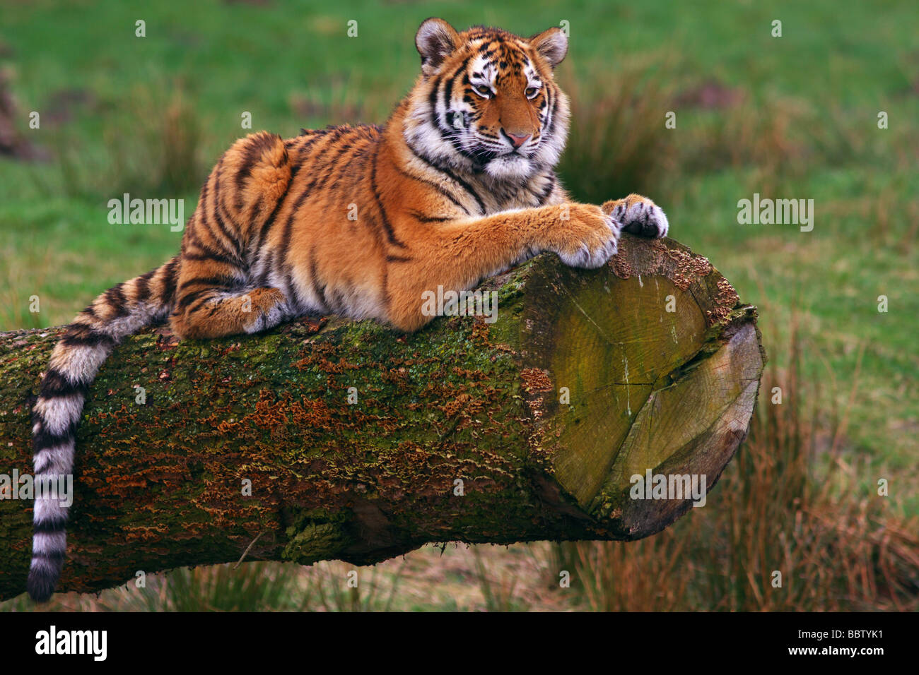 Siberian tiger cub laying on a tree Stock Photo