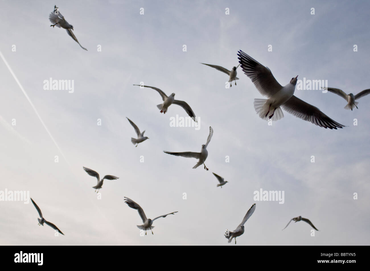 Gulls flocking over the River Thames, Greenwich, London, United Kingdom Stock Photo