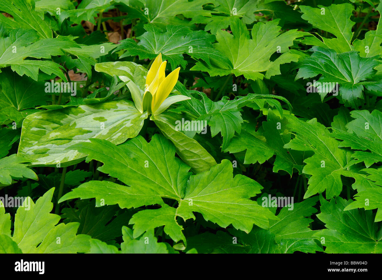 Yellow Trillium Peeking Up through other Flora on Forest Floor in Great Smoky Mountains National Park Tennessee Stock Photo