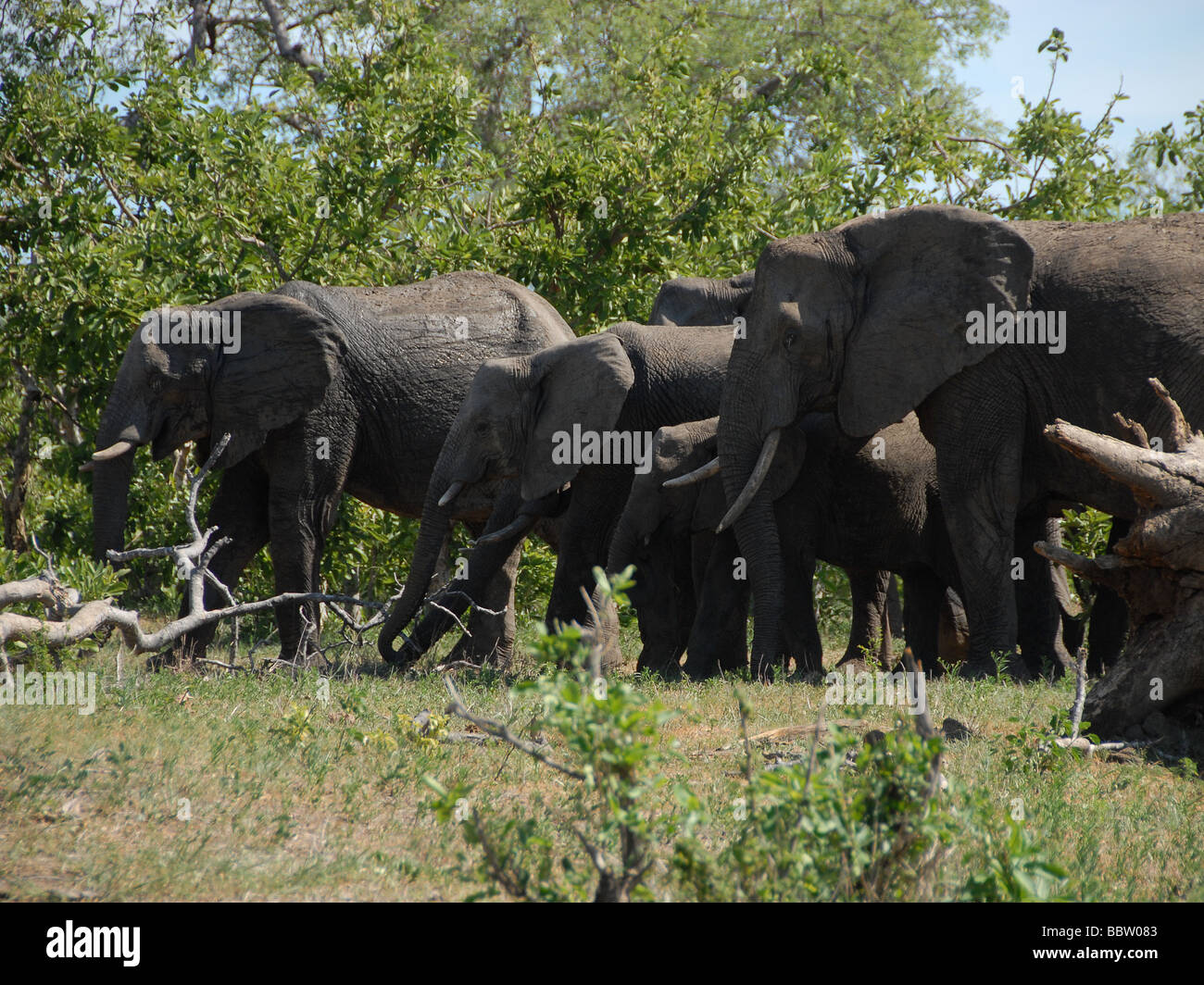 it's a family affair, elephants on the move... Stock Photo