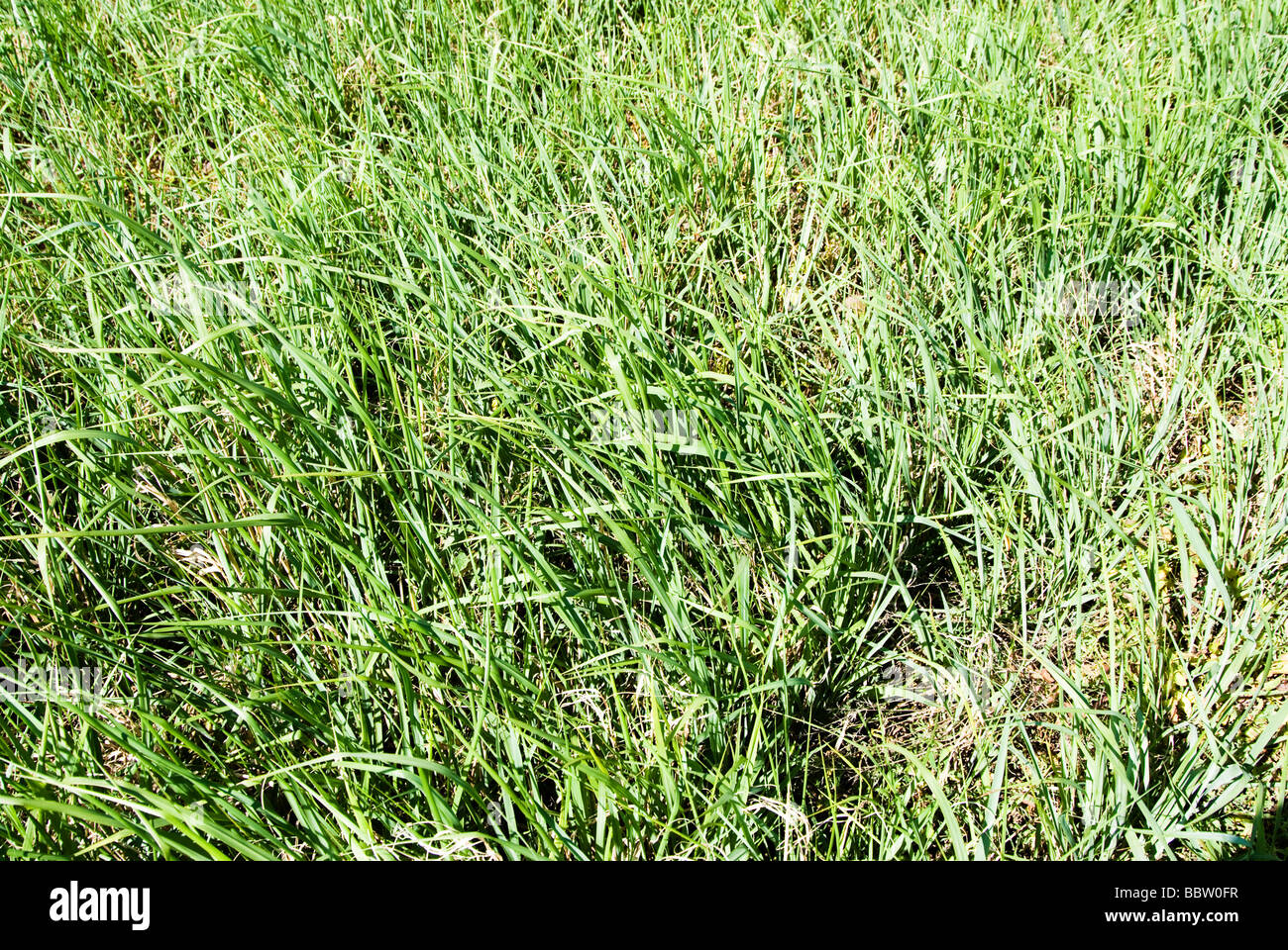 Switchgrass hires stock photography and images Alamy
