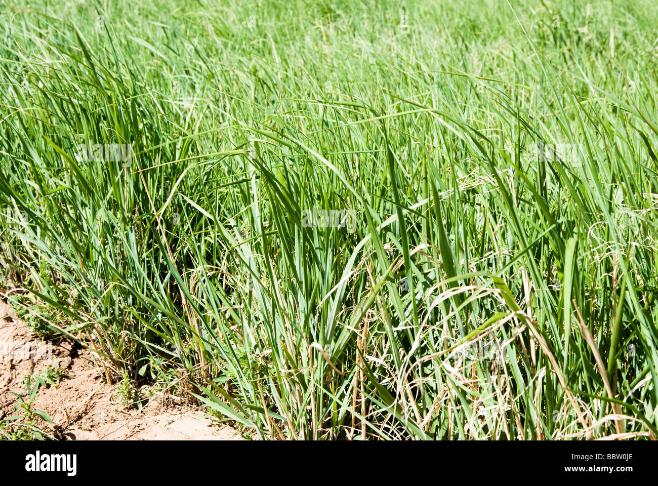 switchgrass being grown in a research plot in Oklahoma to provide a