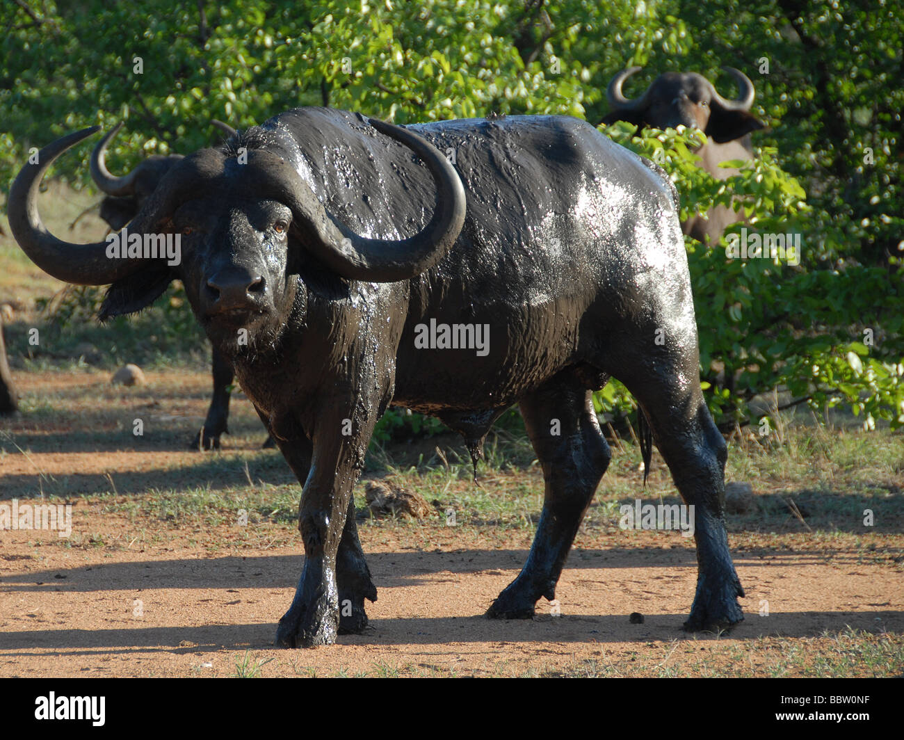 Wet African Buffalo Stock Photo
