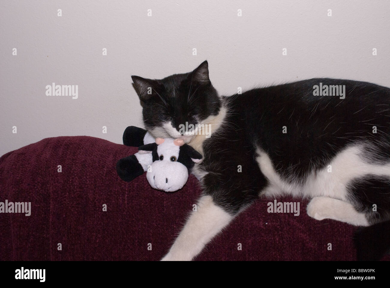 This is a photo of my cat, fast asleep with a toy. Stock Photo