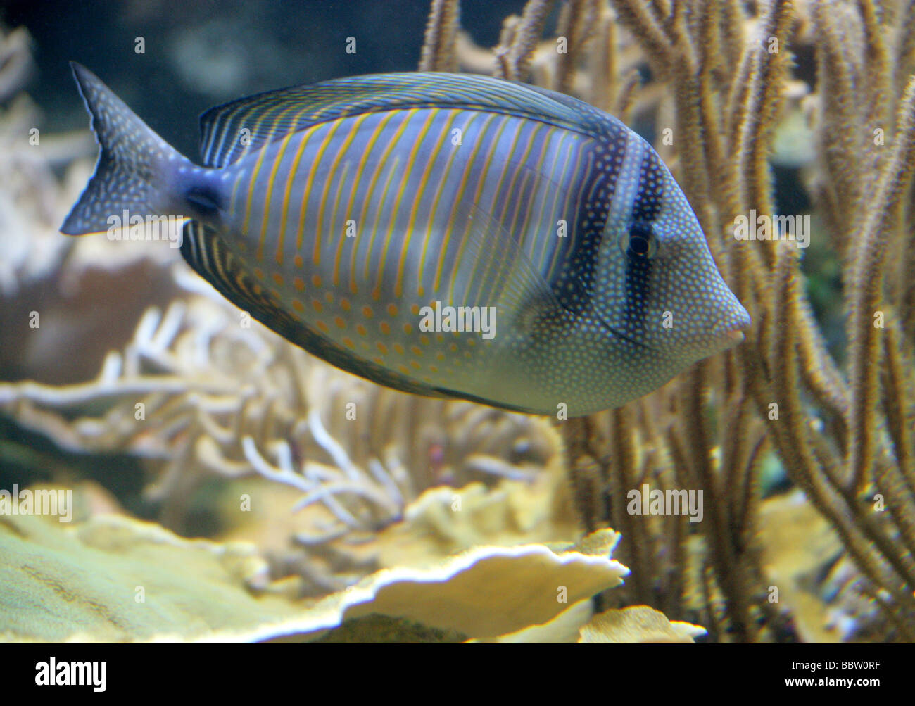 Desjardins Sailfin Tang Zebrasoma desjardinii fish Stock Photo