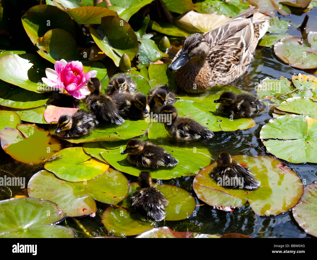 Mother duck with babies sitting on lily pads on warm summer's day Stock Photo