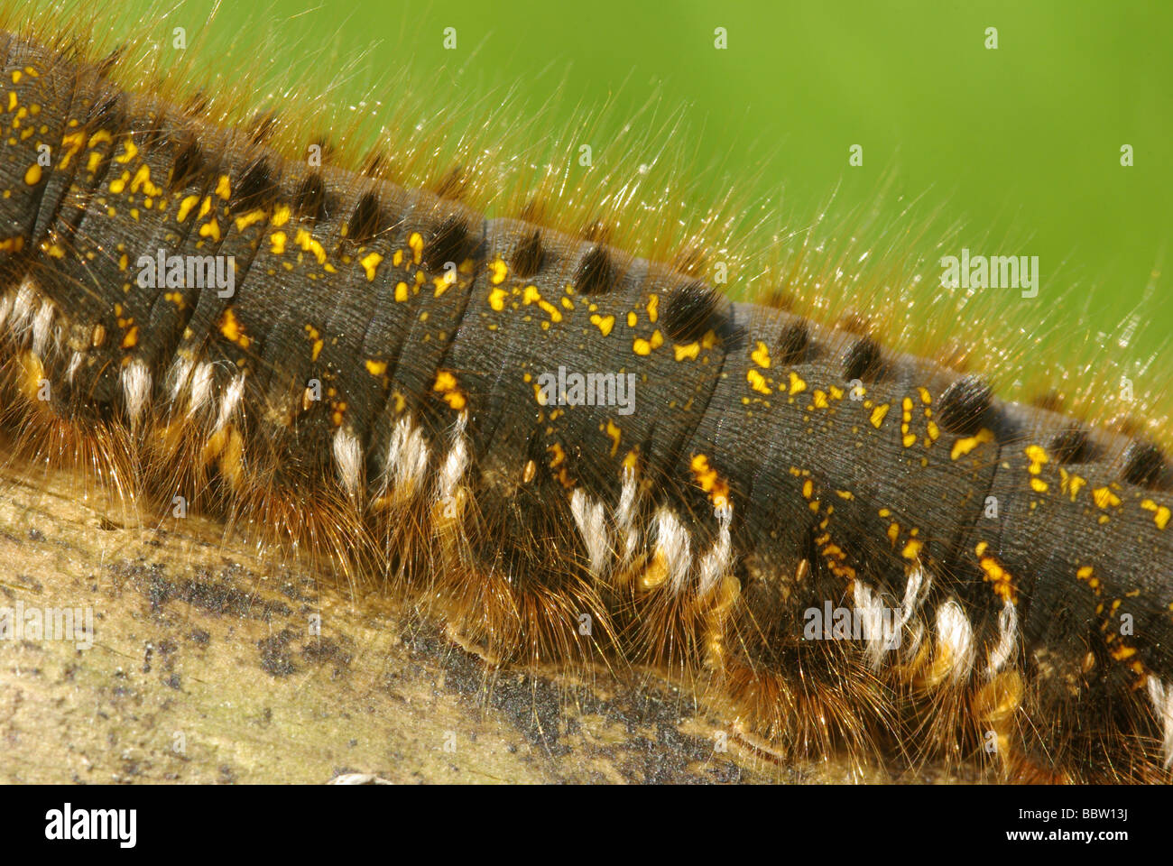 Close up of the caterpillar of a drinker moth - Euthrix (Philudoria) potatoria Stock Photo
