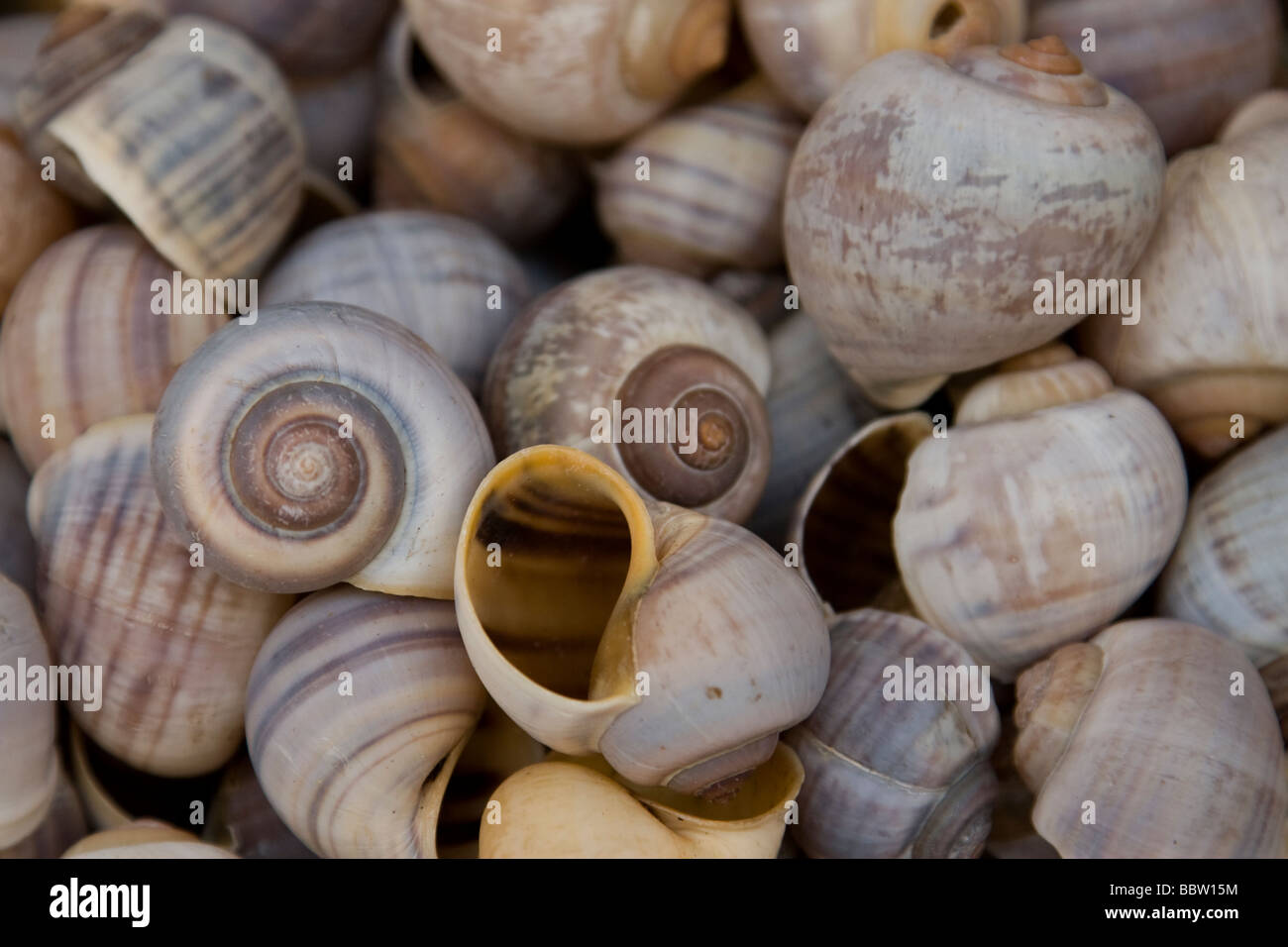 Sea Shells For Sale In Amsterdam Stock Photo Alamy Sea shells for sale in amsterdam stock photo alamy