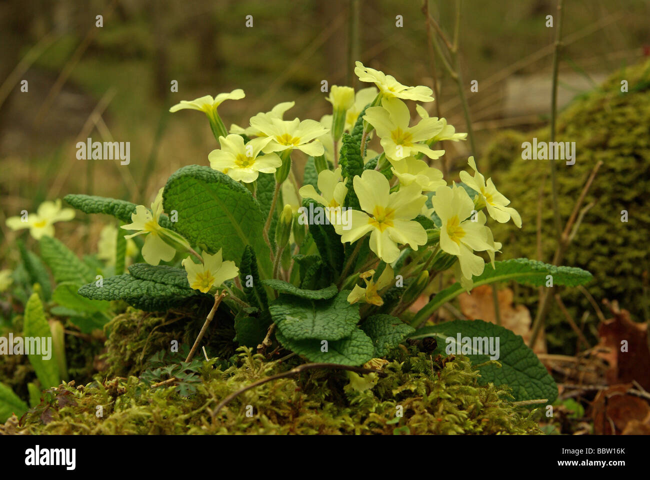 Wild primroses - Primula vulgaris Stock Photo