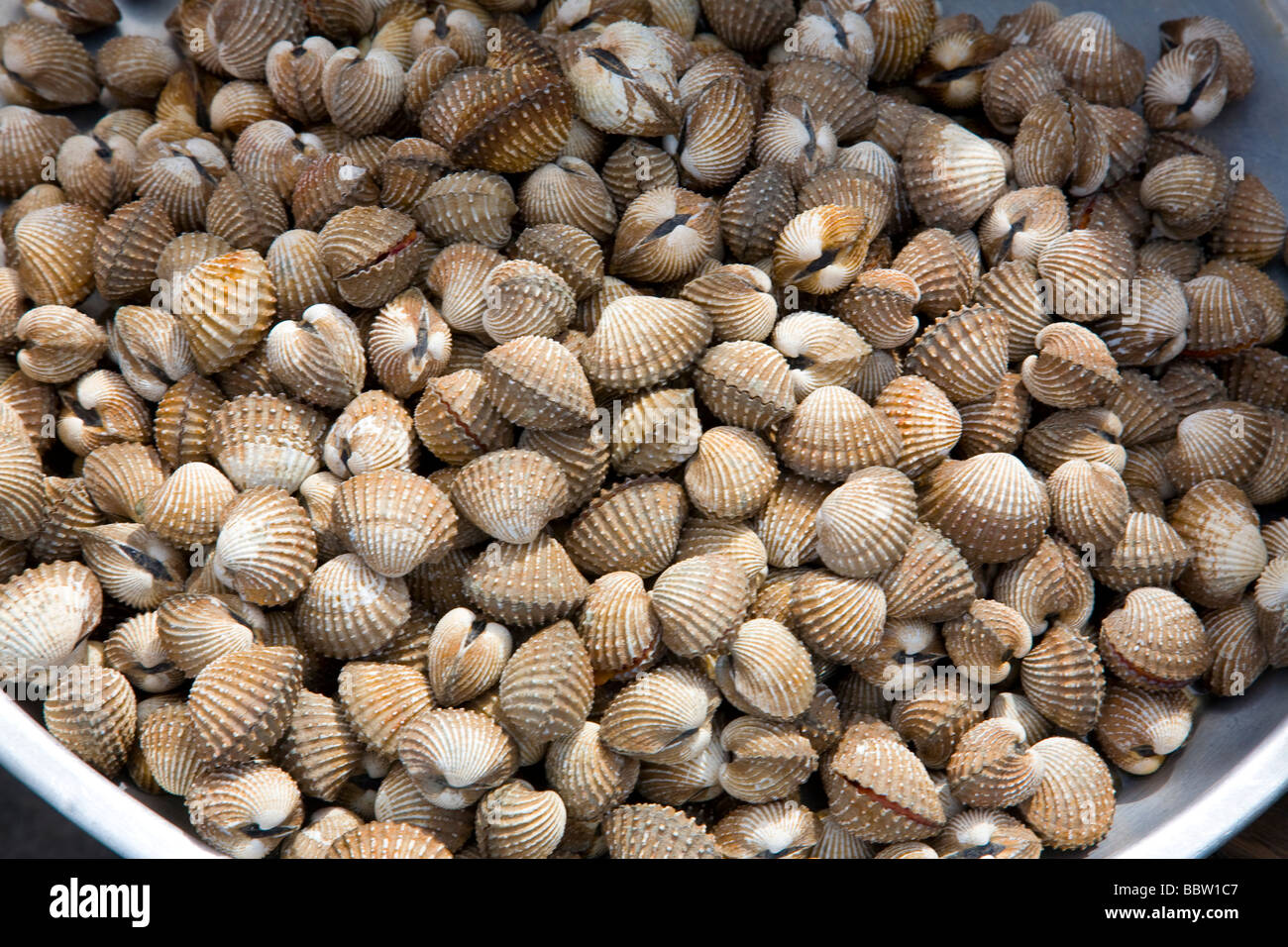 Shellish hi-res stock photography and images - Alamy
