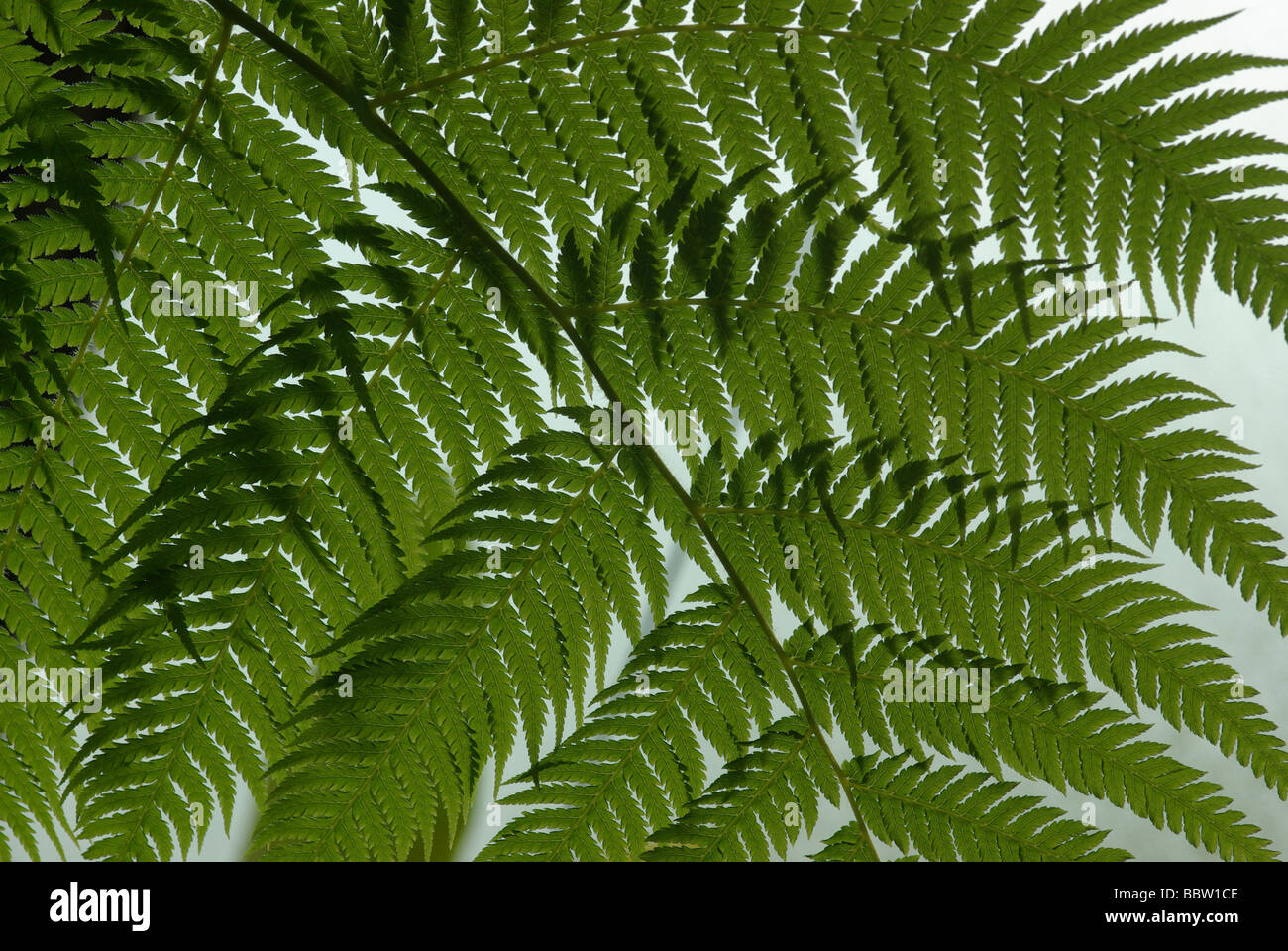 Cibotium regale - a Mexican tree fern Stock Photo