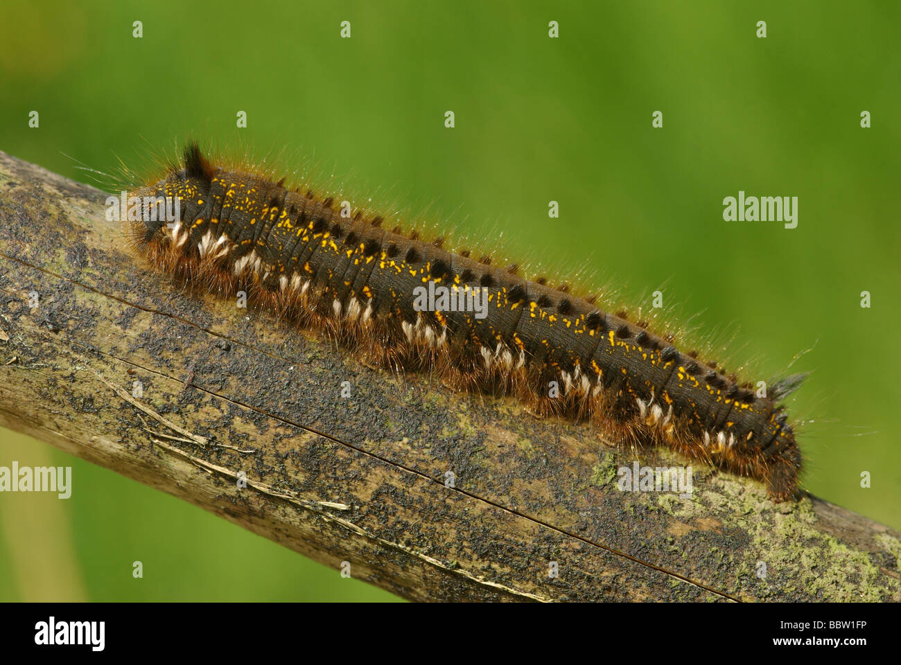 Drinker Moth Caterpillar - Philudoria (Euthrix) potatoria Stock Photo