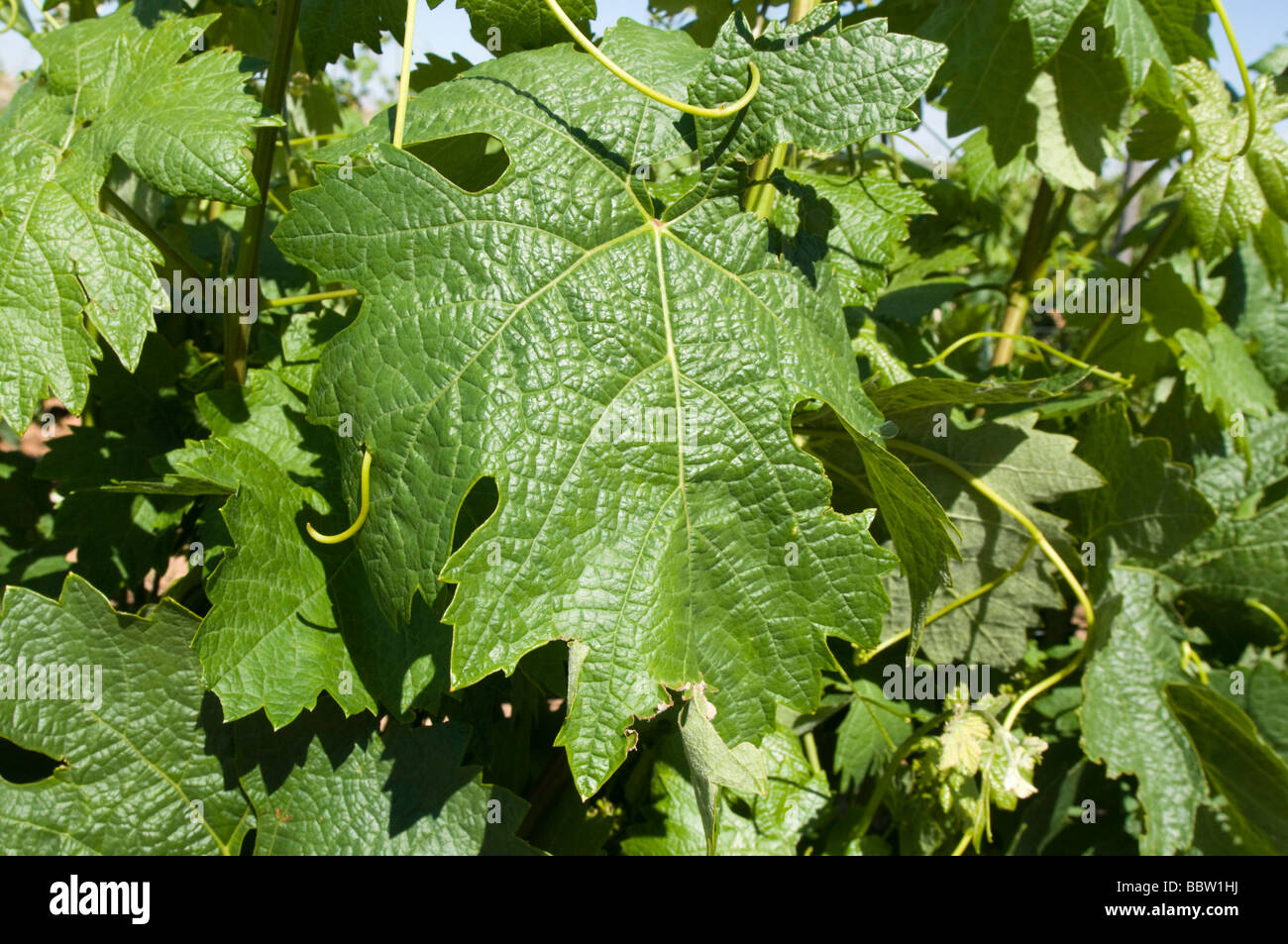 Liberalia winegrowing farm in the Toro region in Spain Stock Photo