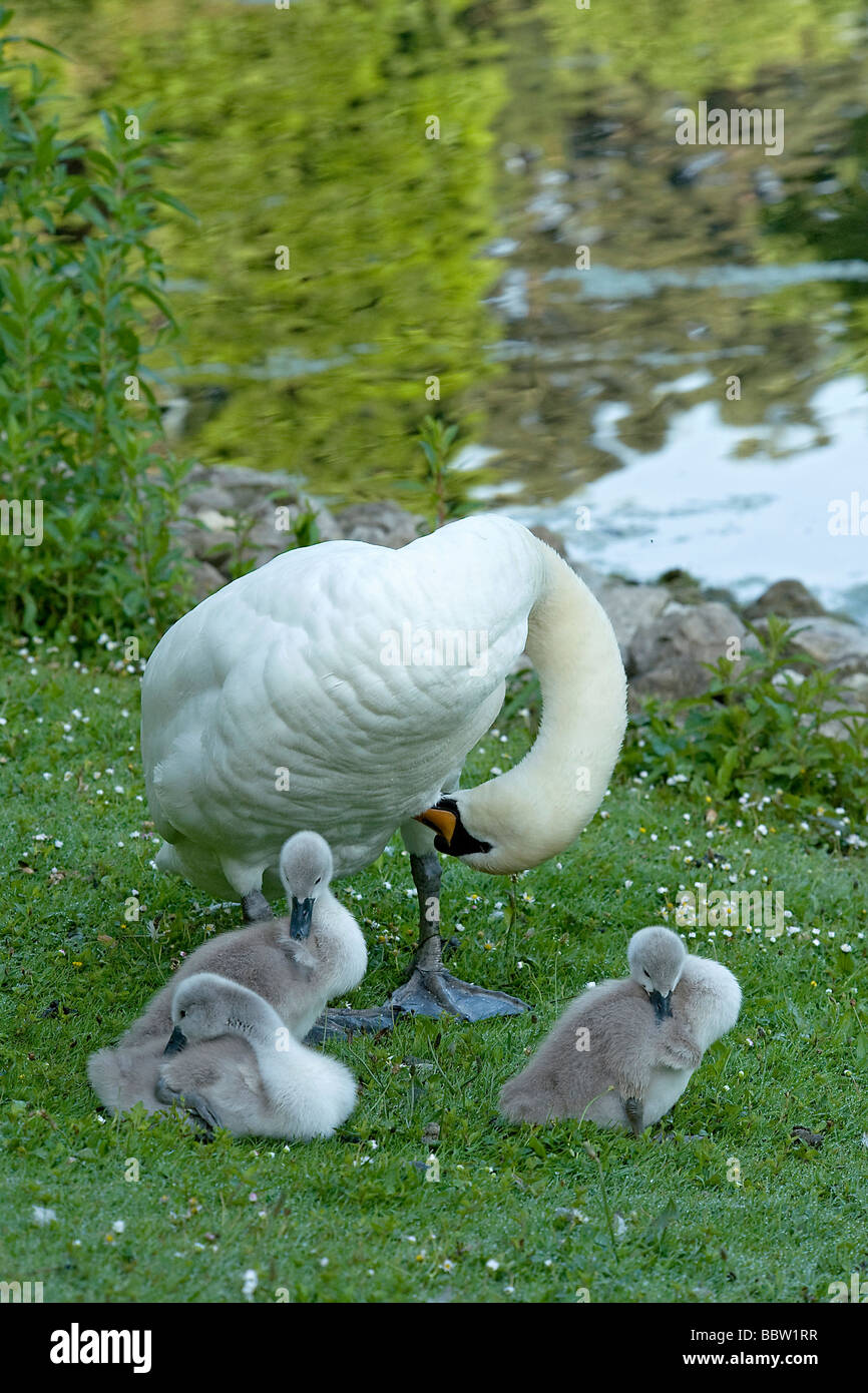 Three mute swan Cygnus olor cygnets preen beside parent on lawn beside the Lake after early morning feed in Lake Kew Gardens Stock Photo