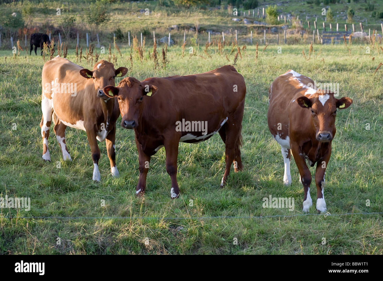 Three brown cows stand on green to the meadow Stock Photo