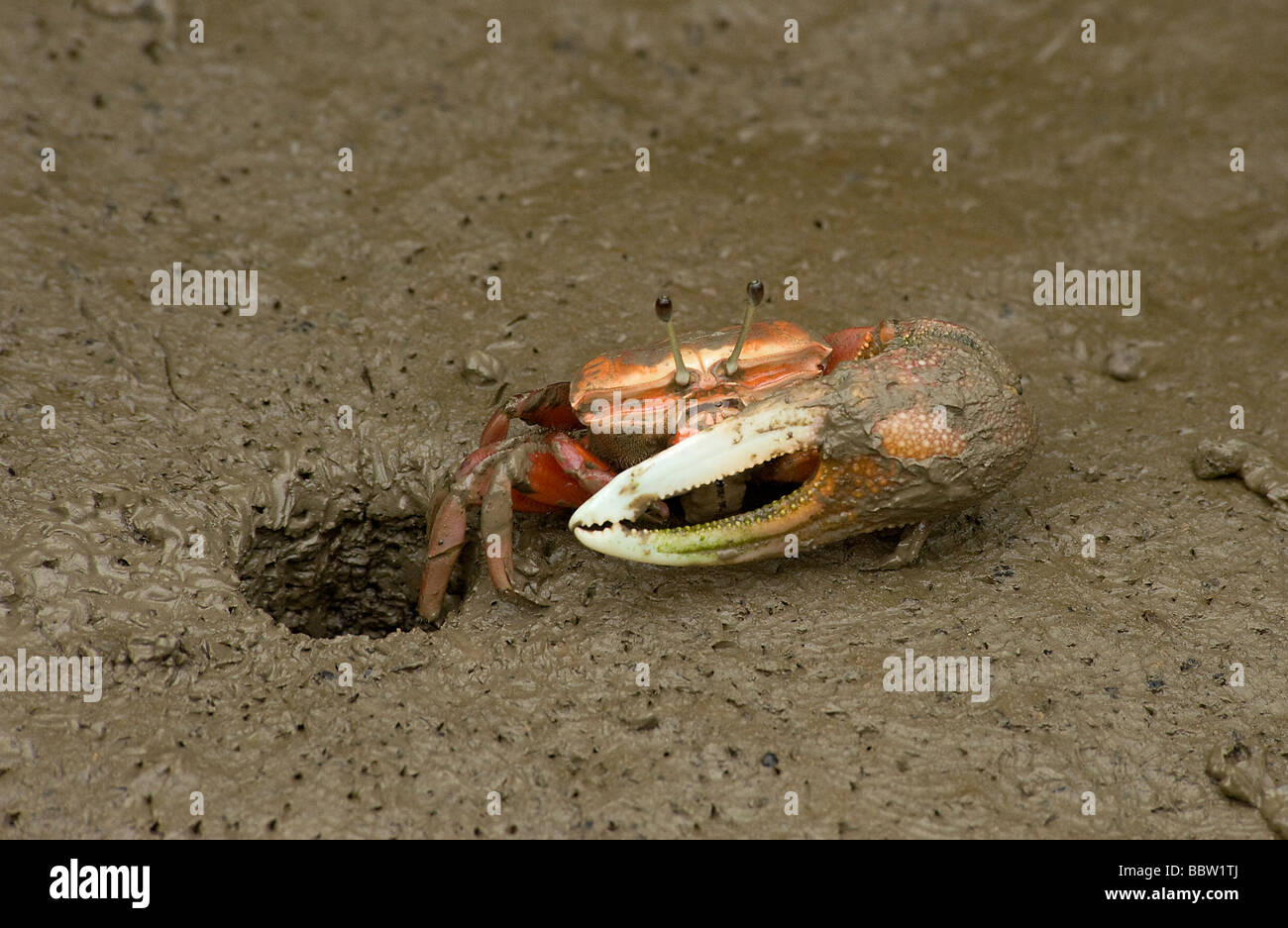 Male fiddler crab emerges from burrow at low tide in mangrove swamp in Mai Po Reserve Hong Kong Note large single pince and eyes Stock Photo