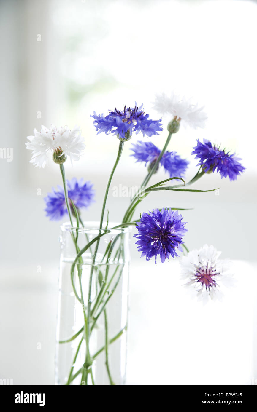Flowers decorated in a vase Stock Photo Alamy