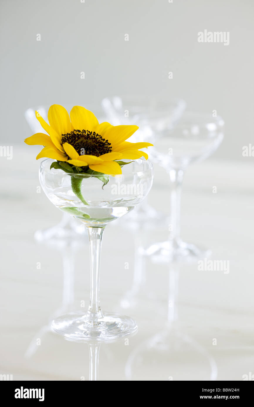 Sunflower in glass vase Stock Photo Alamy