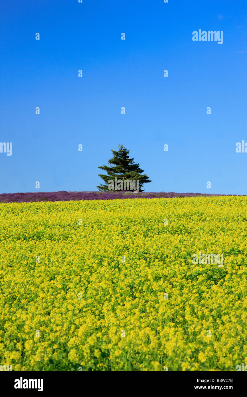 Mustard tree hires stock photography and images Alamy