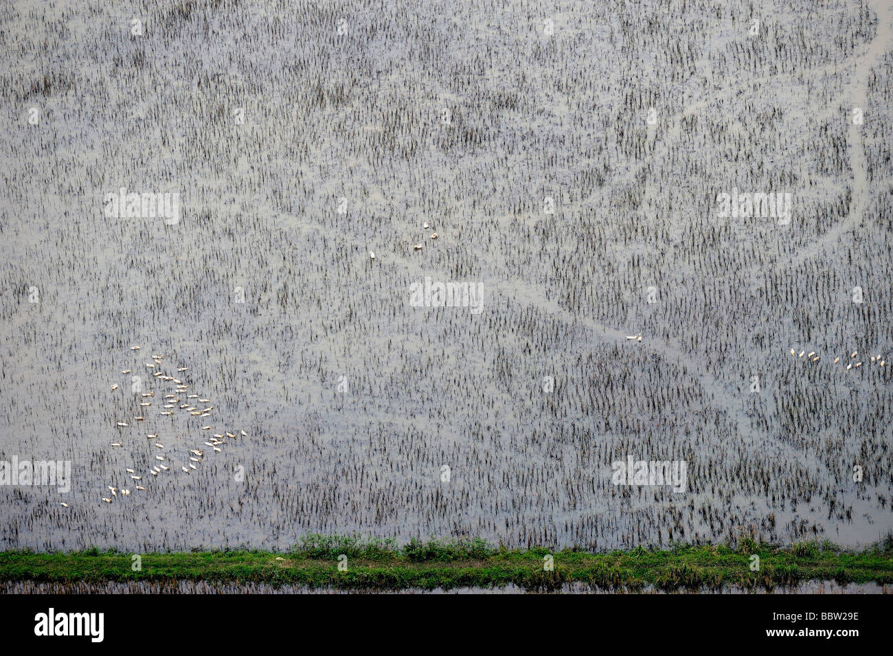 Rice fields, Dry Halong Bay, Hanoi, North Vietnam, Southeast Asia Stock Photo