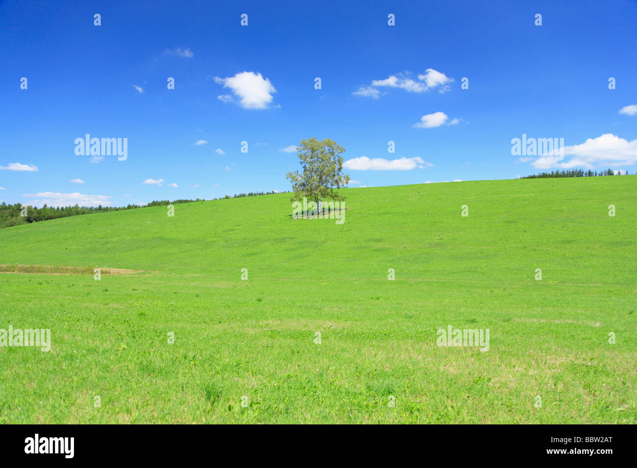 Green field with trees against blue sky Stock Photo - Alamy