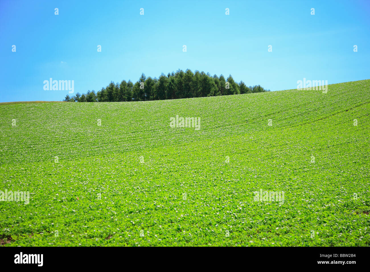 Lush green plants growing in a field Stock Photo - Alamy