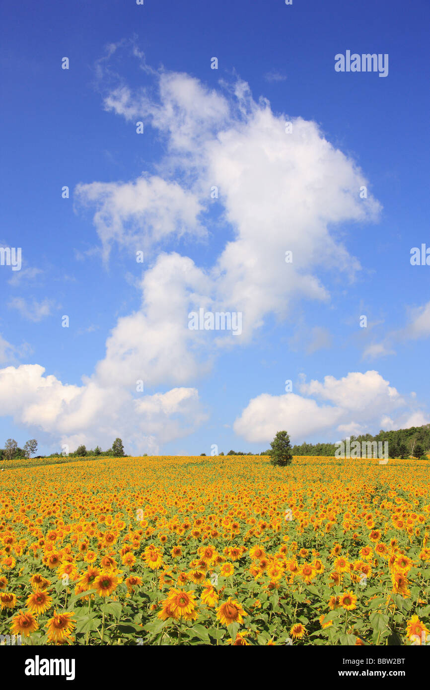 Sunflowers blooming in a field Stock Photo - Alamy