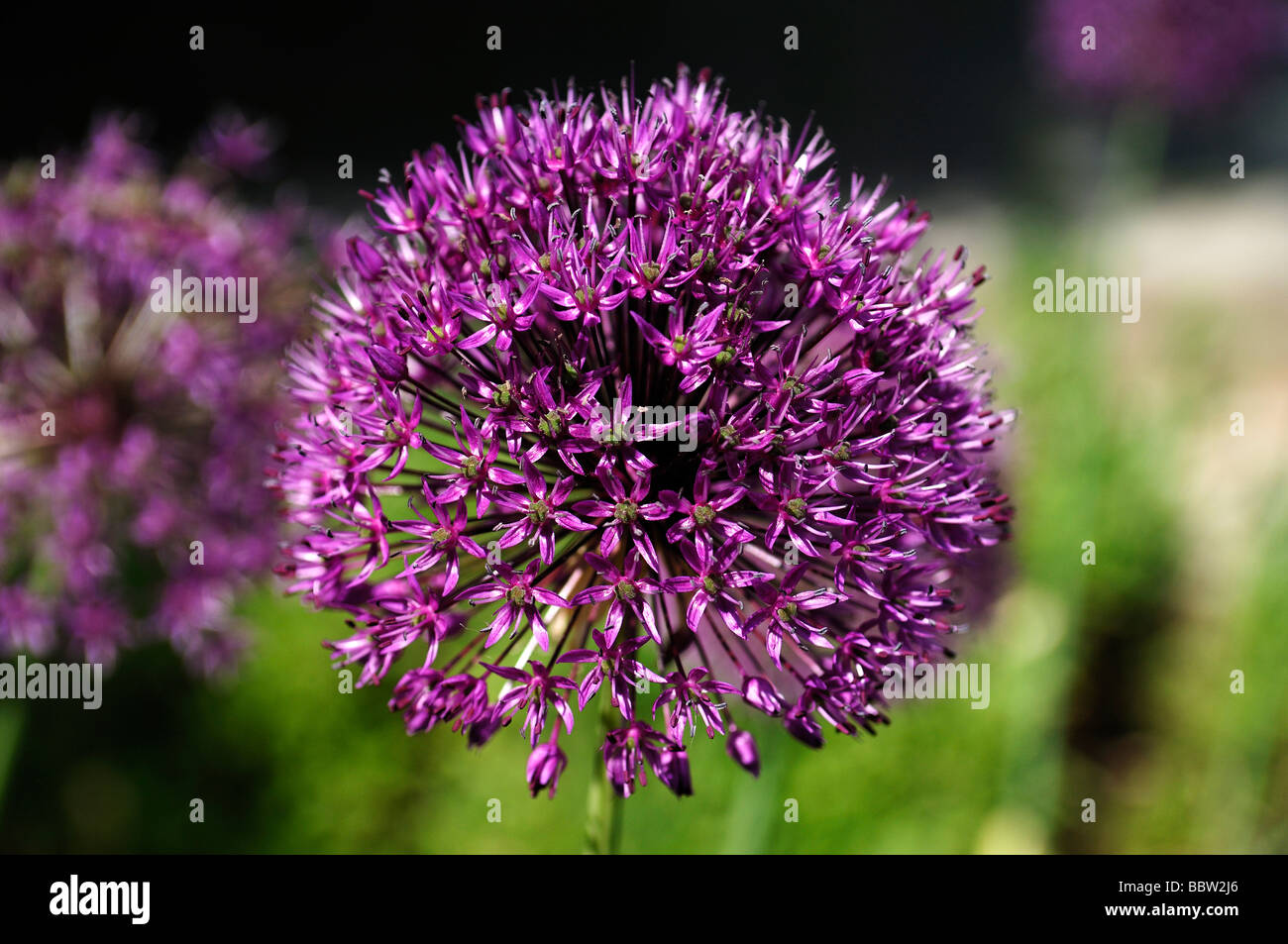 Flower of a decorative onion (Allium nigrum) Stock Photo