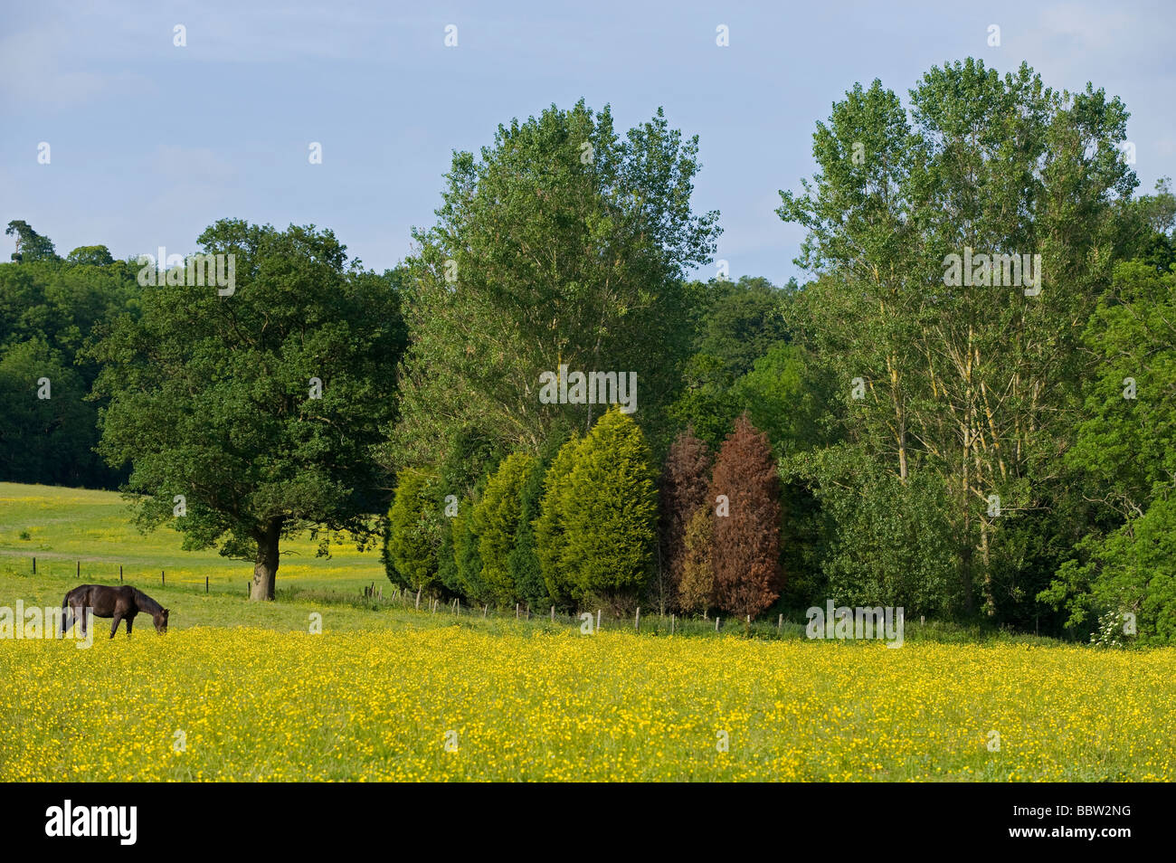 A horse grazing in a field of buttercups Stock Photo Alamy