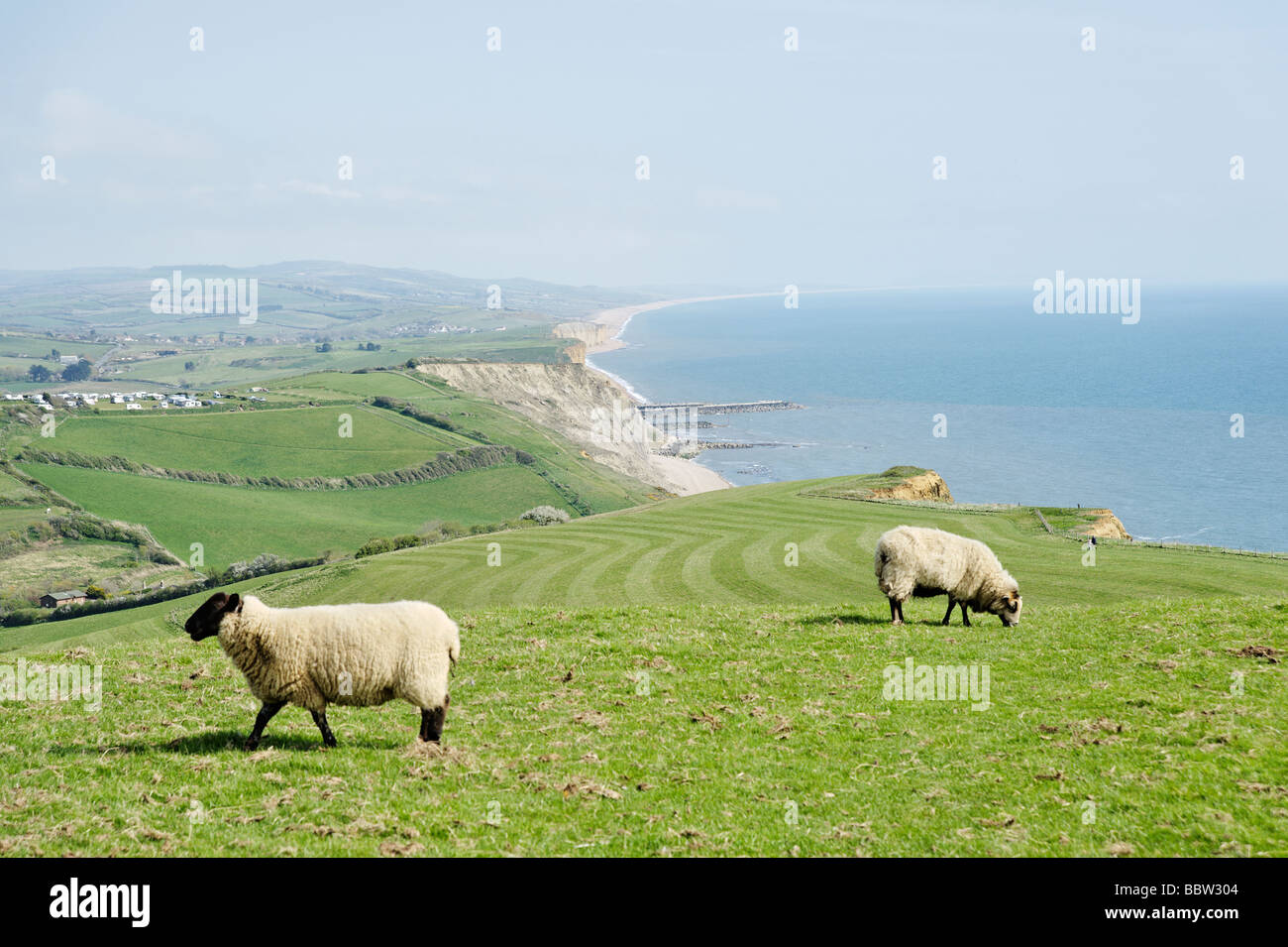 Sheep grazing overlooking the Dorset Jurassic coastline South West England UK Stock Photo
