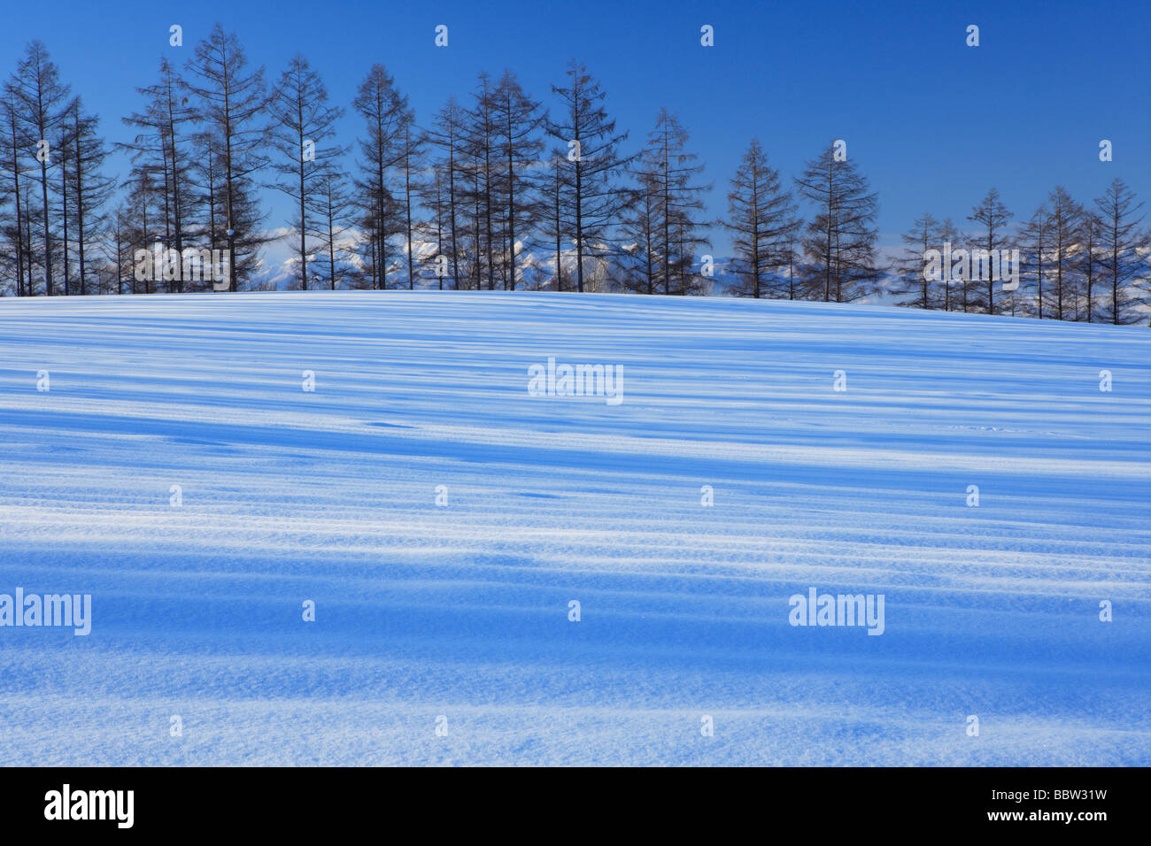 Snow-covered trees in snowfield with mountains in background Stock Photo