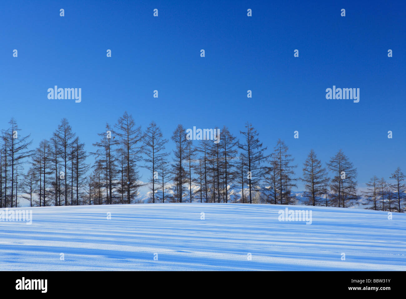 Snow-covered trees in snowfield Stock Photo