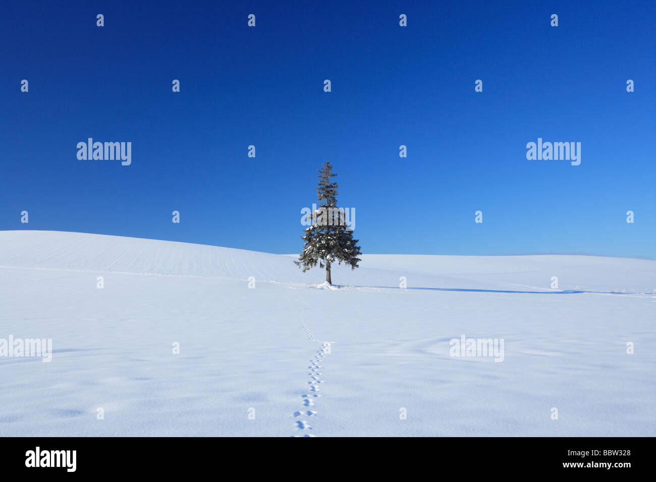 Tree in snowfield against blue sky Stock Photo