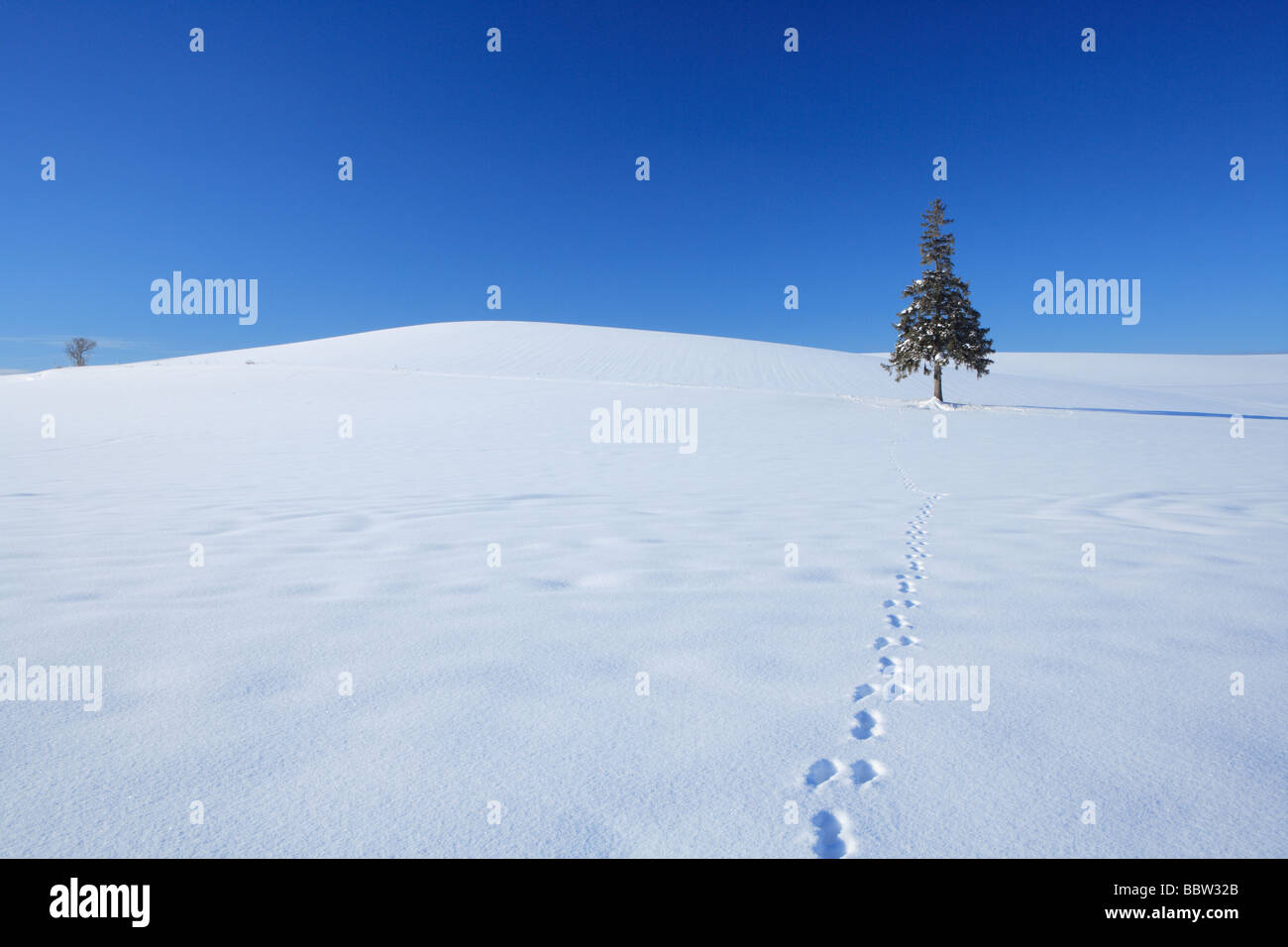 Footmarks leading to tree in a snowfield Stock Photo